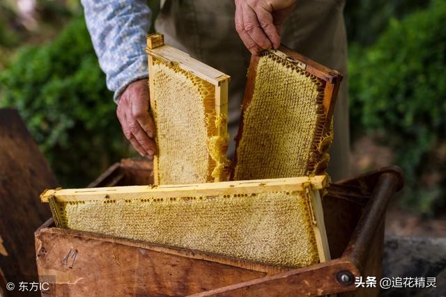 蜜蜂养多久可以取蜜,蜂蜜里面有蜂巢怎么储存