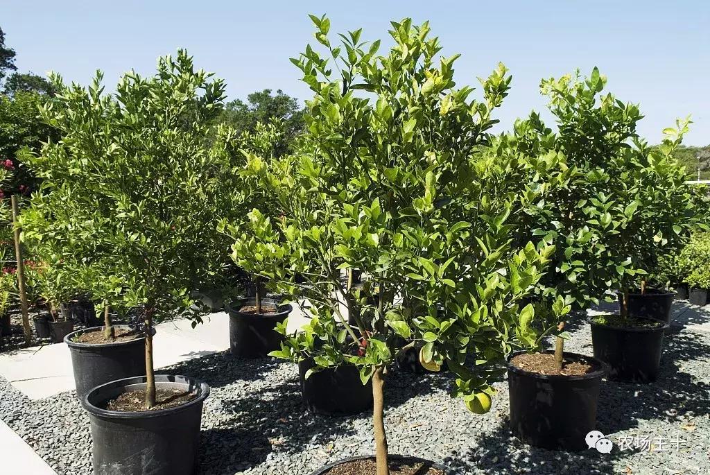 农村项目小本创业,农村一千元小本创业加盟