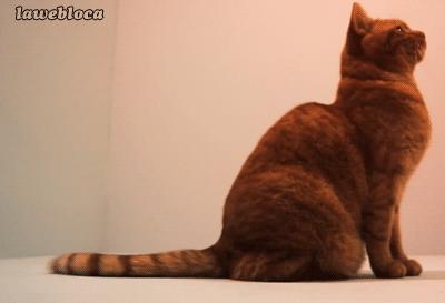 猫咪一副听不懂人话的样子,猫咪一副不太聪明的样子