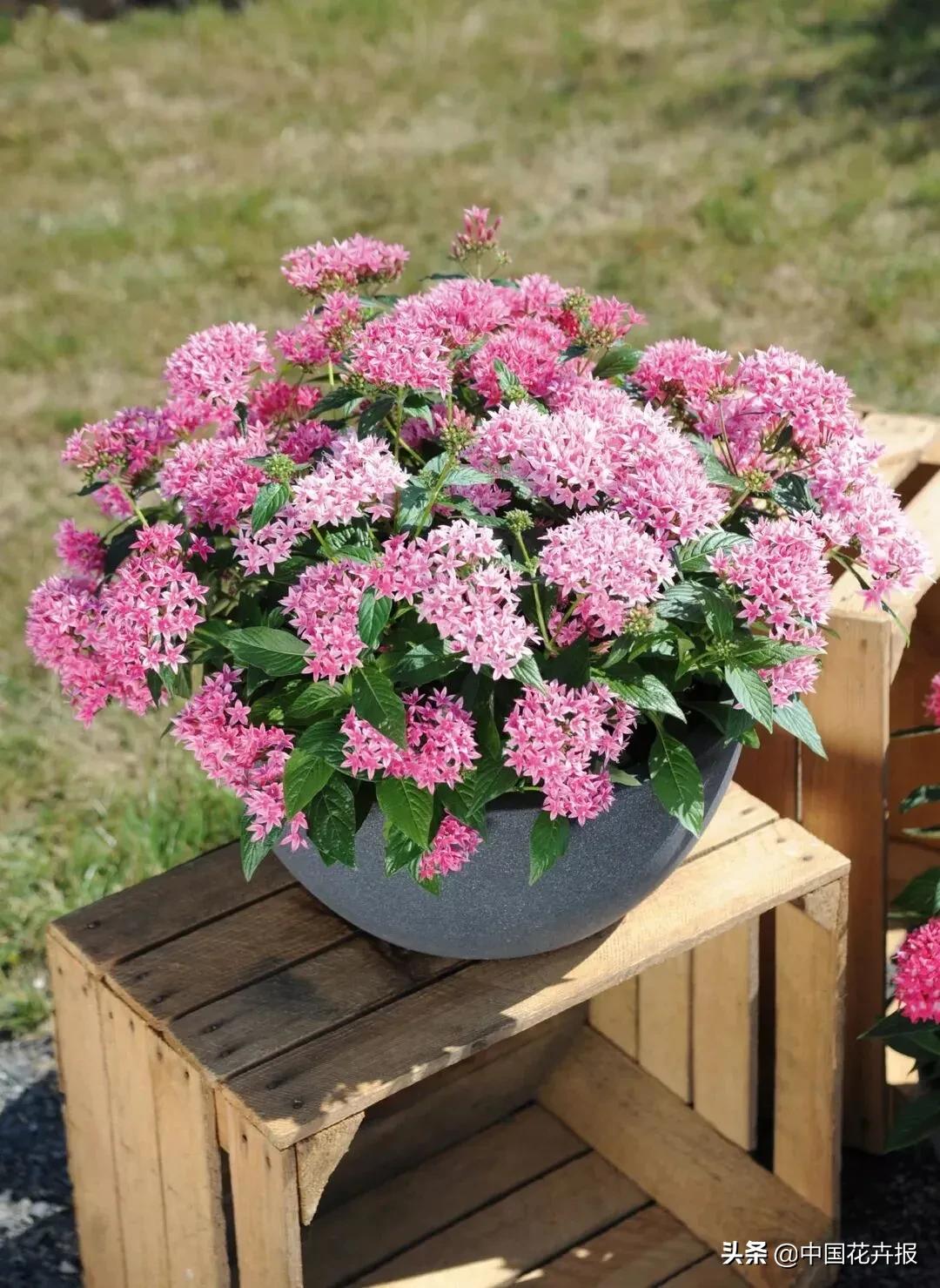 什么色系的花好看,6种颜色的花代表什么