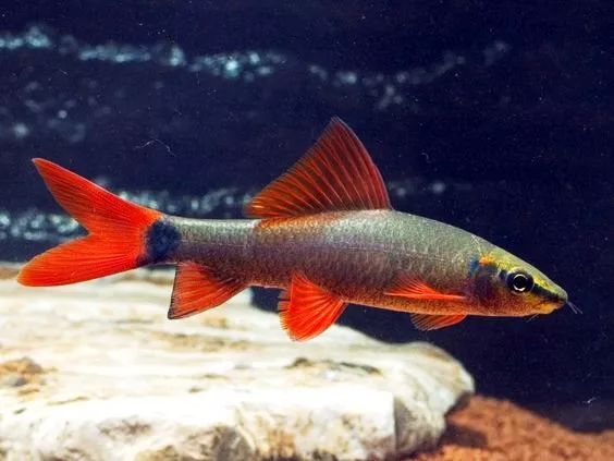 水族市场淘来的泰国鱼，一进缸就招惹是非，差点把同类干掉