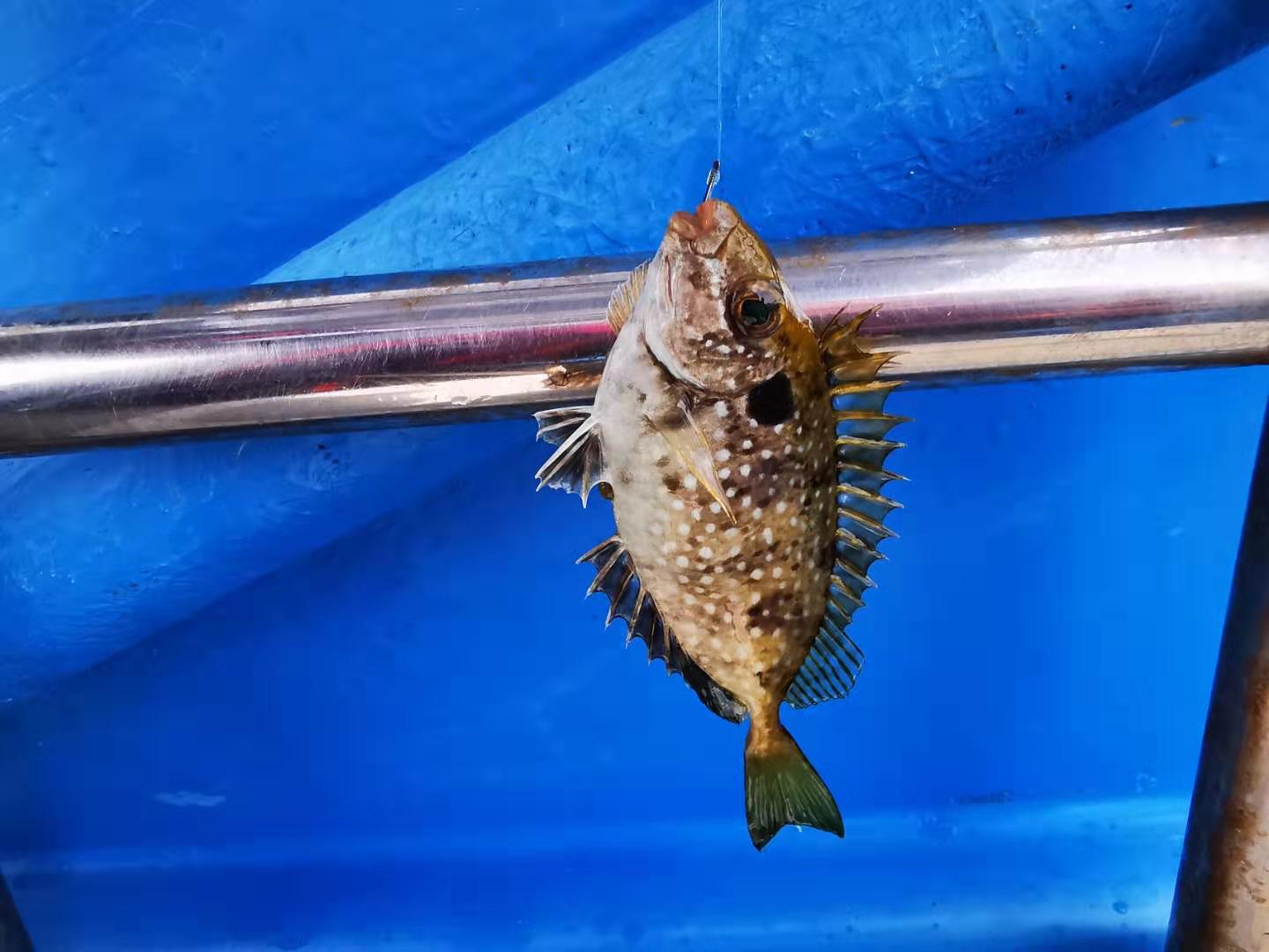 深圳马尔代夫游,深圳三门岛马尔代夫