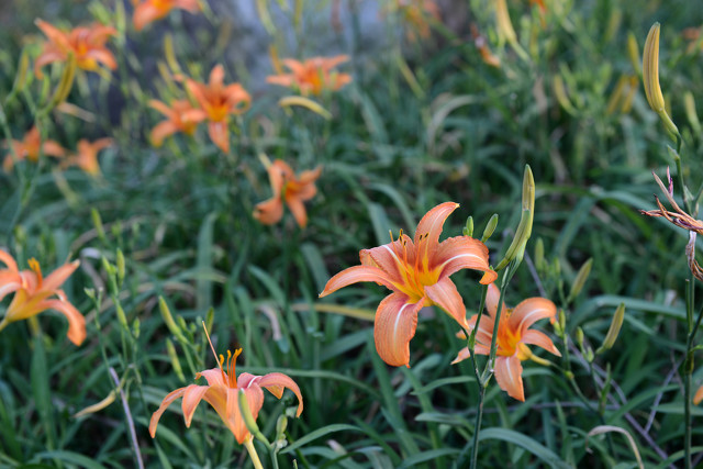 萱草花是母亲花吗,为什么萱草花被称为母亲之花