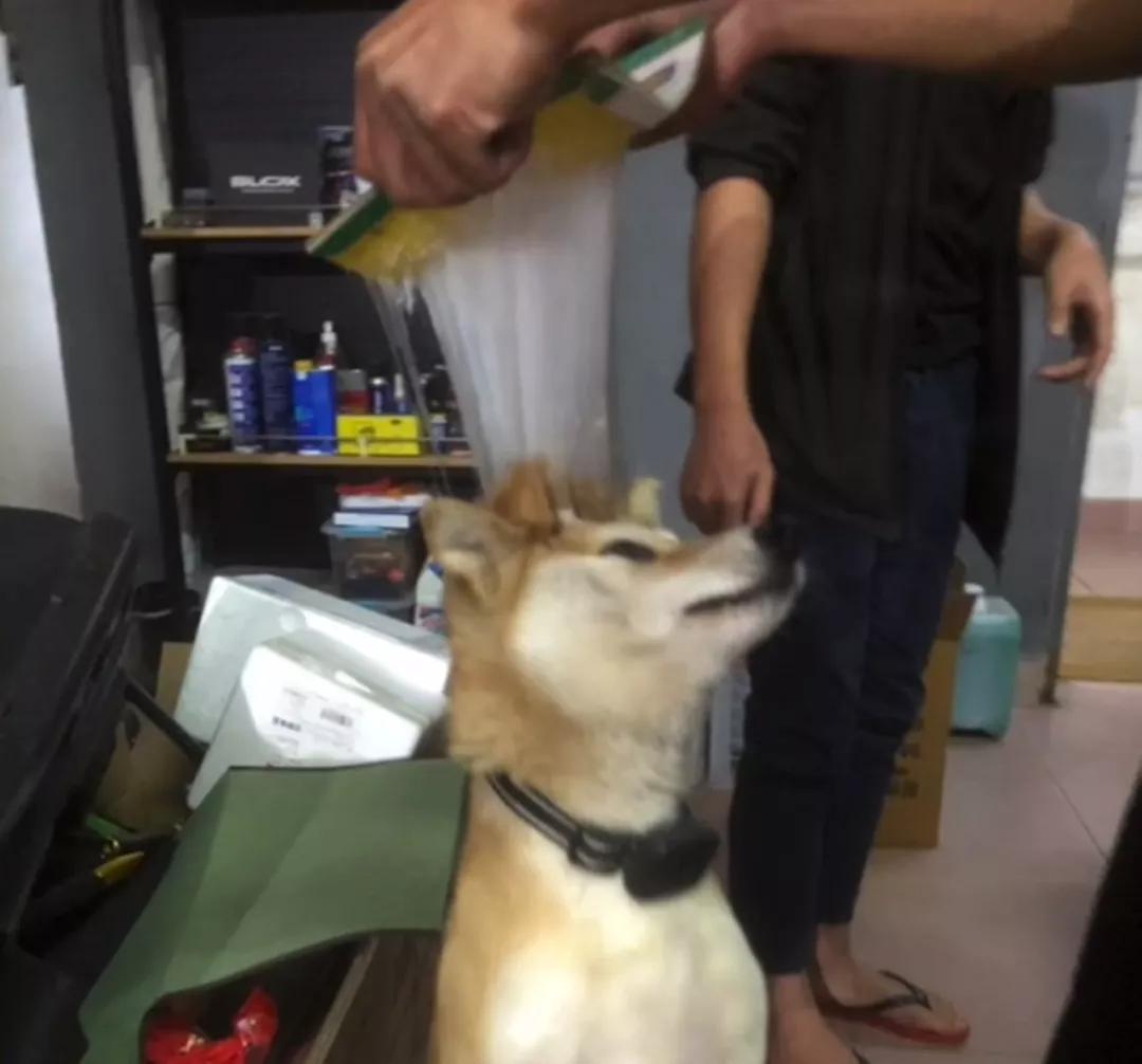 老鼠没抓着，却粘到了宠物狗！拔丝狗头了解一下？