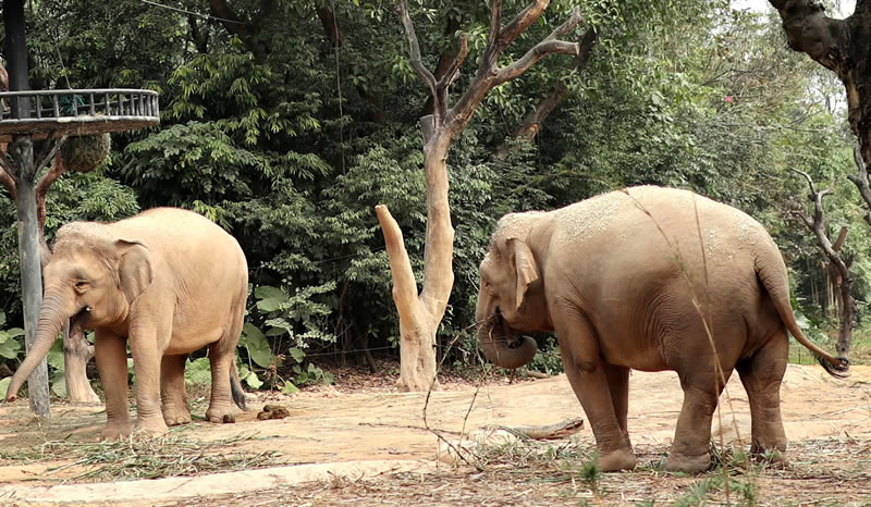 广州一日游长隆野生动物园日记,广州长隆野生动物世界参观指南