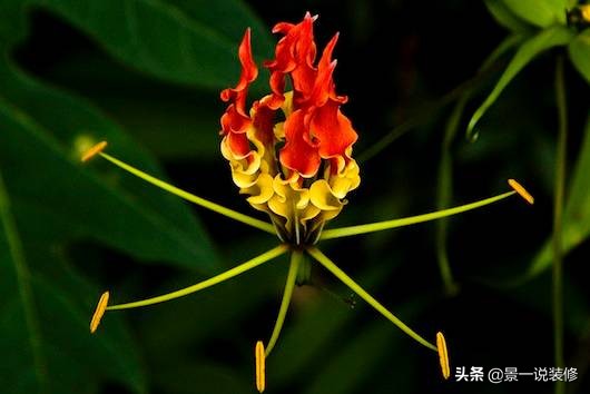 世界上最好看的最贵的十种花,世界上最高贵的前十种花