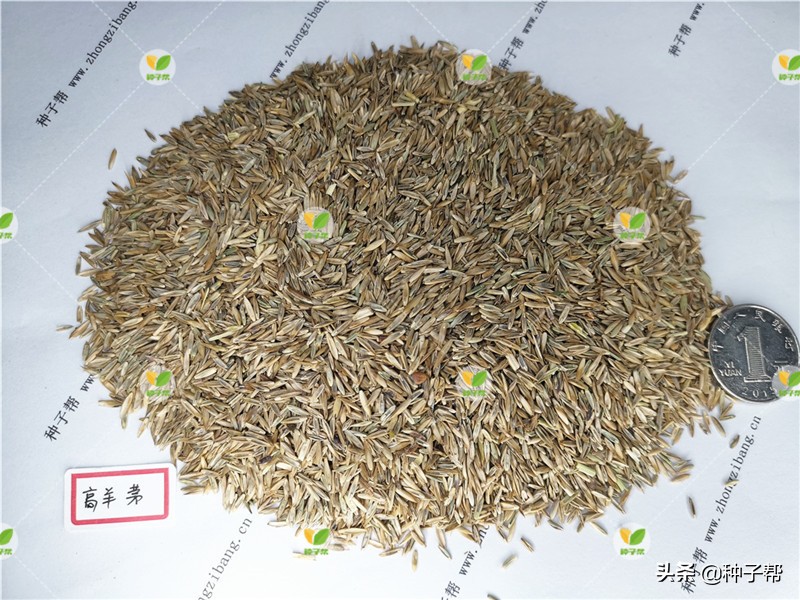 混播草坪哪种最好,什么草坪品种适合混播