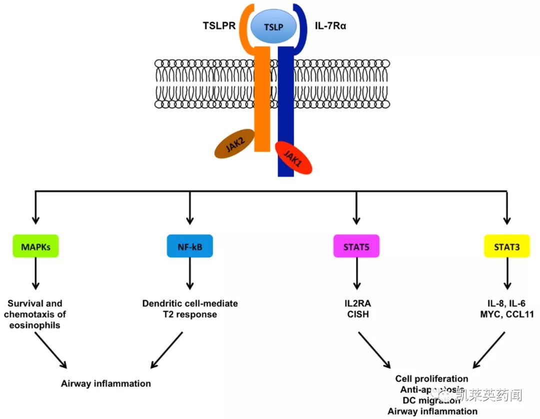 tslp是什么,tslp哮喘新药