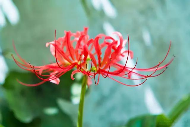 比较好听的植物名字大全,独具一格的植物名字怎么取