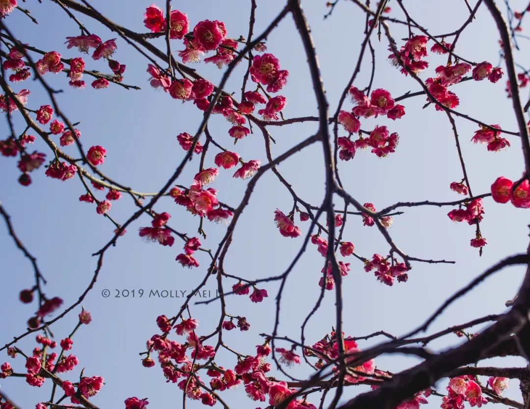 康泰时f2镜头评测,康泰时contaxg21f2.8镜头