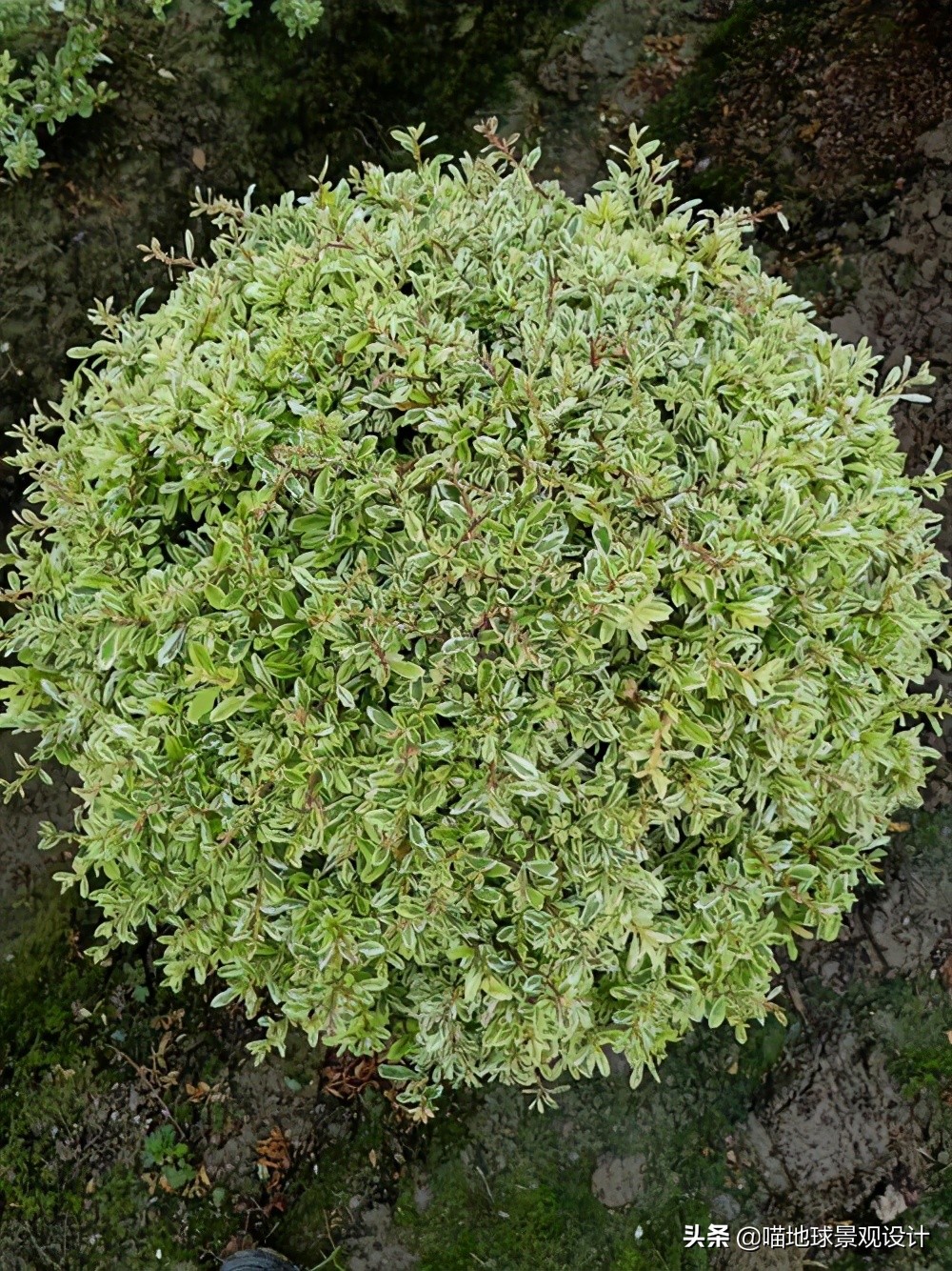 常见的灌木植物100种图片大全,灌木植物种类及图片