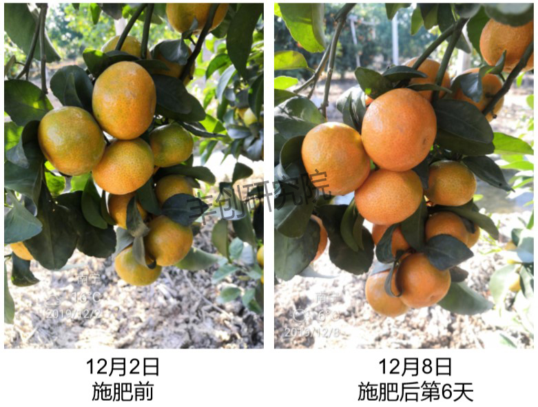 柑橘转色成熟期管理技术要点,柑橘幼果转绿后可以用尿素吗