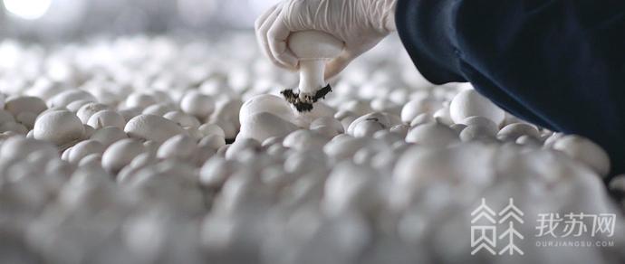 对话“一线指挥官”：从“苏北洼地”到“产业名县”看灌南“72变”华丽转身