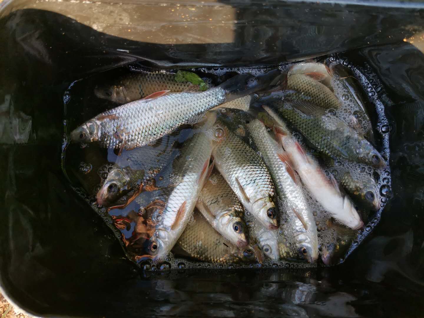 钓土鲮遇到小罗非多怎么办,小罗非闹窝用麻团钓法