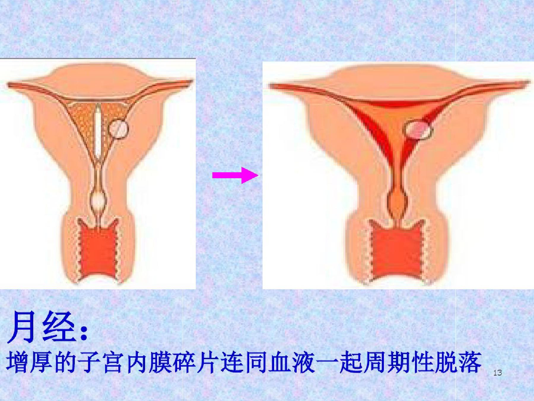 青春期孩子教育课件,青春期健康教育课件免费下载