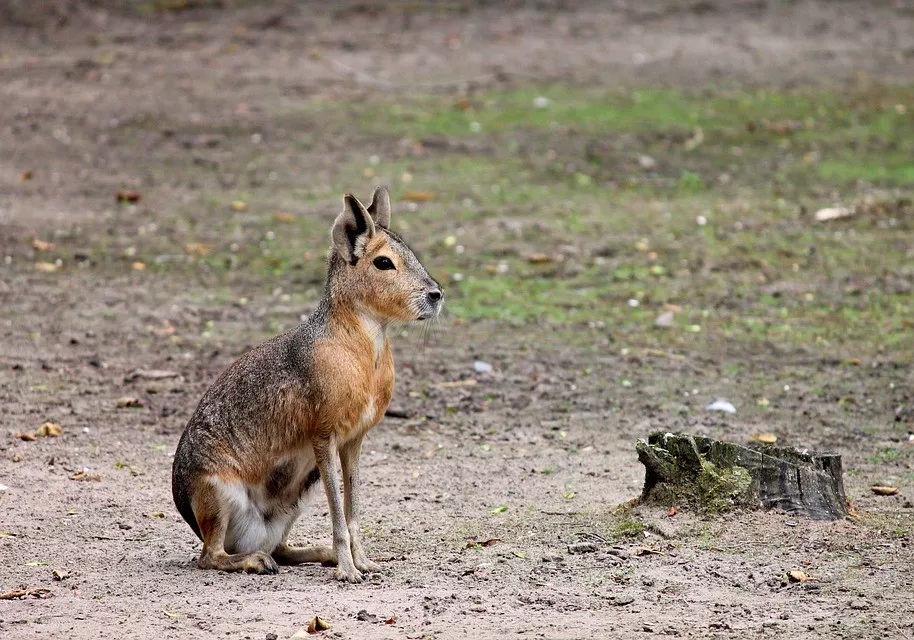 阿根廷发现神秘袋鼠,阿根廷出现神秘的袋鼠