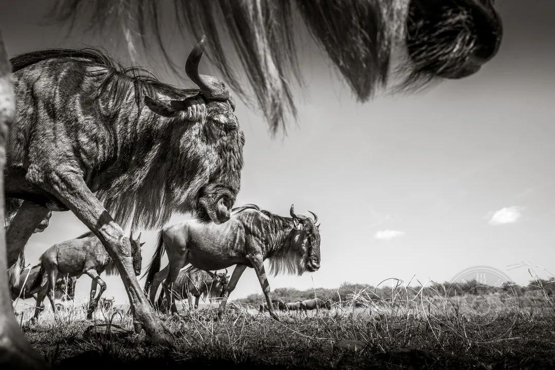 2022索尼世界摄影大赛自然类 (索尼世界摄影大赛自然组作品精选)