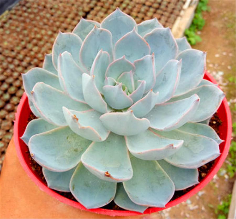 蓝石莲多肉度夏怎么养,蓝石莲耐寒多少度