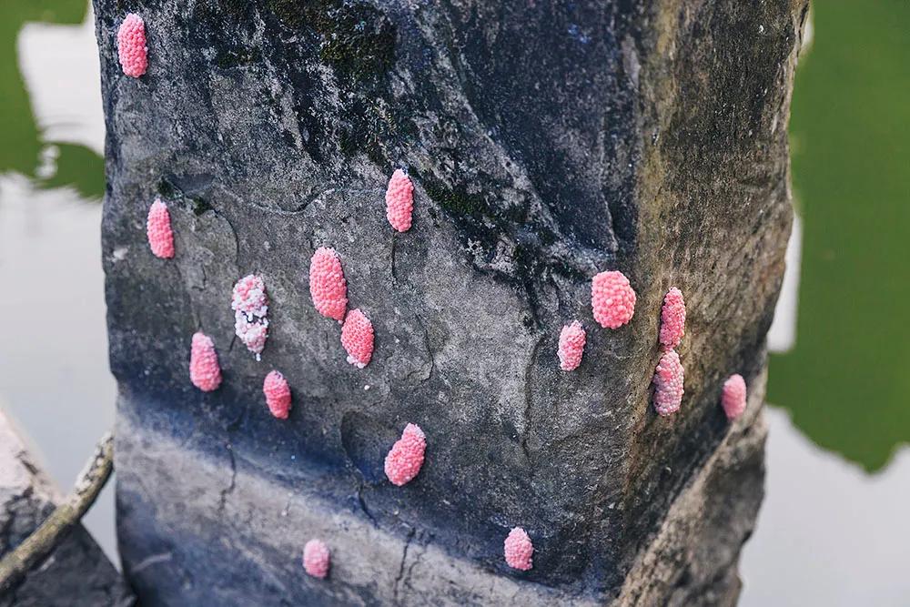 重庆市垫江县鹤游坪,垫江鹤游坪古镇