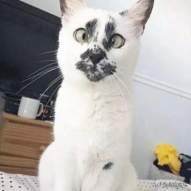 喷墨机为何突然对猫下此毒手?