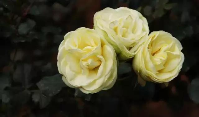 每天学习一点点——100种玫瑰品种科普