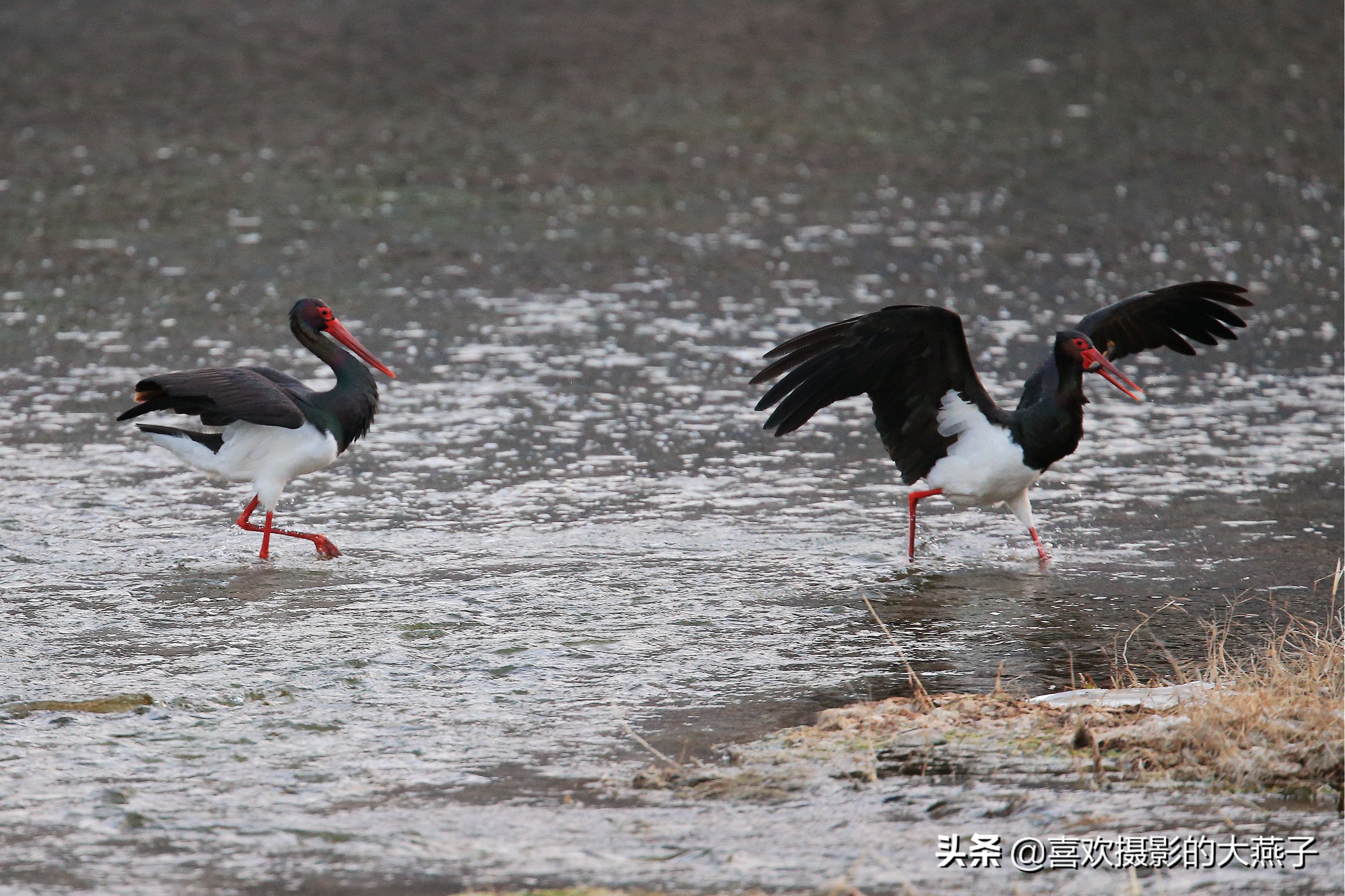 珍稀鸟类黑鹳来到河北井陉县越冬,房山十渡有什么野生动物
