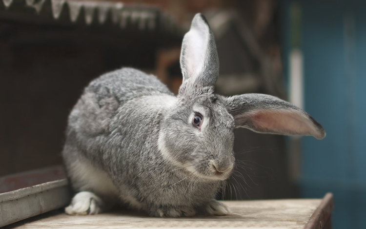 家兔春季的饲养管理要点,养兔技术及管理视频