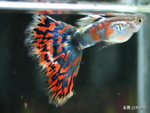 辟谣：孔雀鱼不能在酸性水质里养，现在的孔雀鱼弱酸弱碱“通吃”