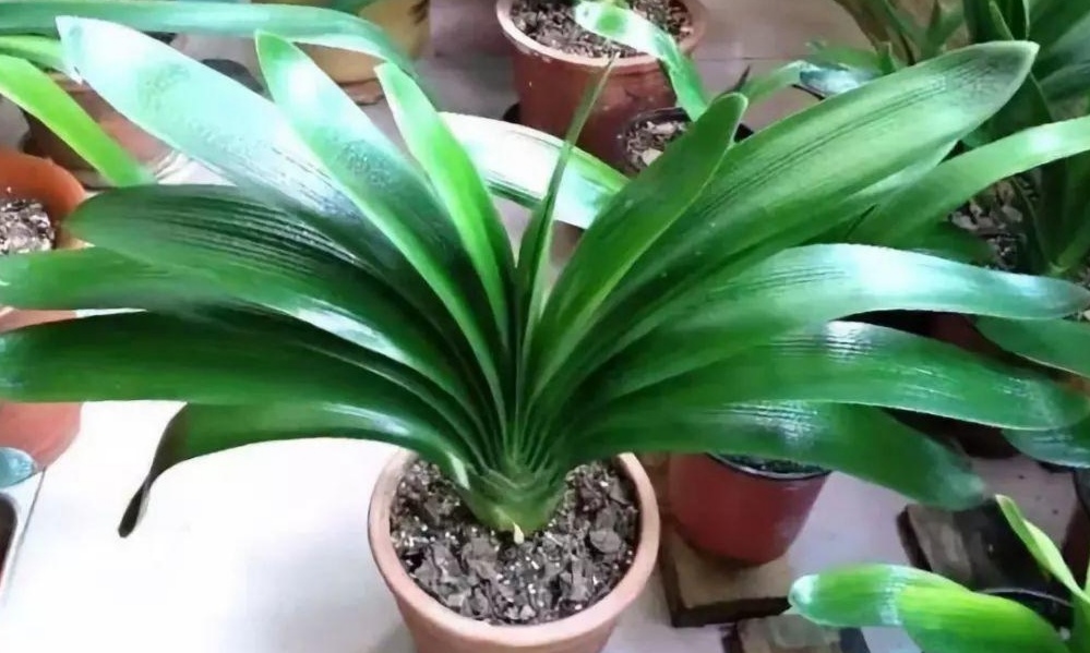 零下三十度户外养花,外面养花