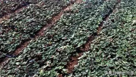 种植金线莲大棚怎么建,新手种植金线莲大棚种植成本利润