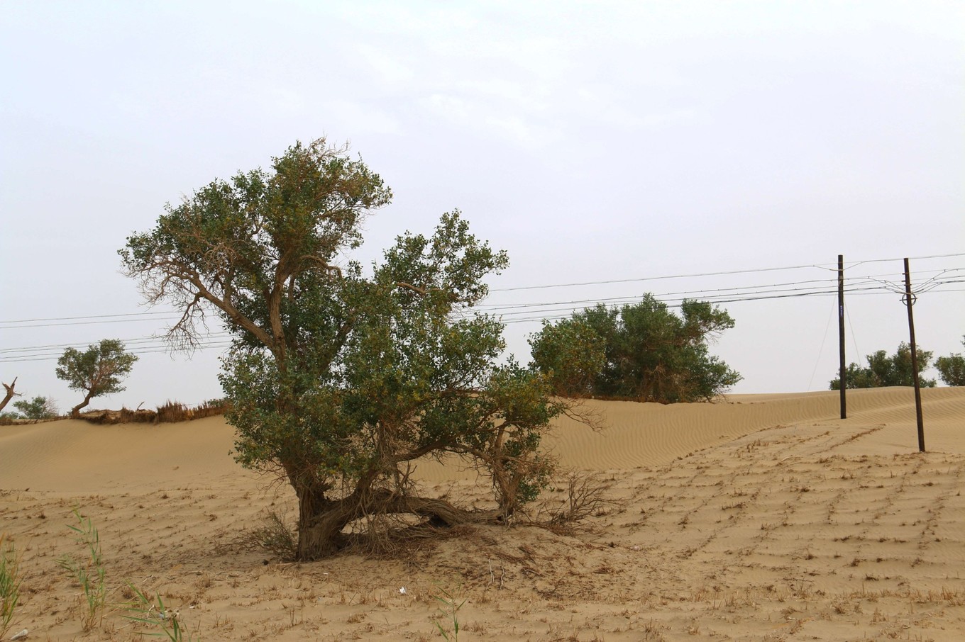 且末和若羌,楼兰古国代表