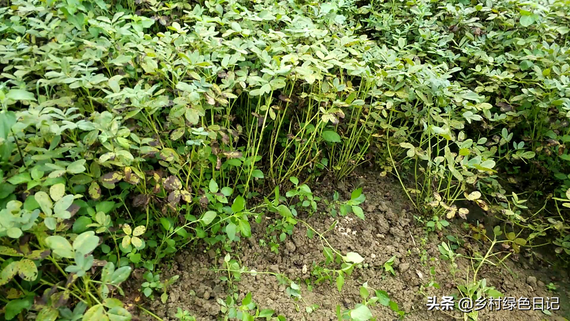 农民花生收获的季节,农民收获花生场景