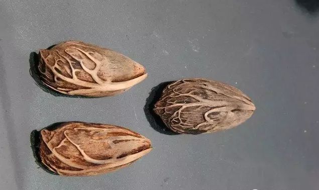 菩提手串大全图解,菩提手串的种类图解