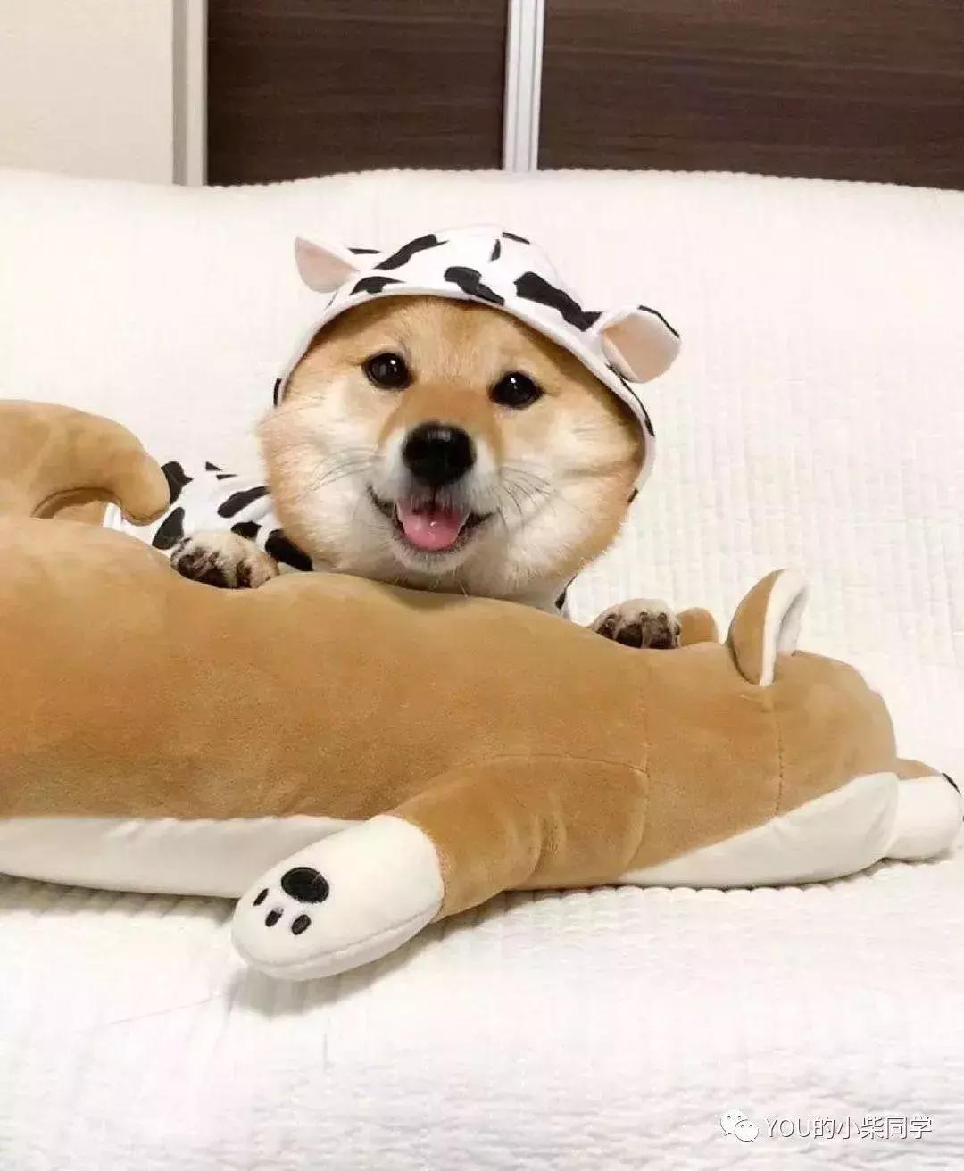 被训过柴犬值钱吗,七种柴犬