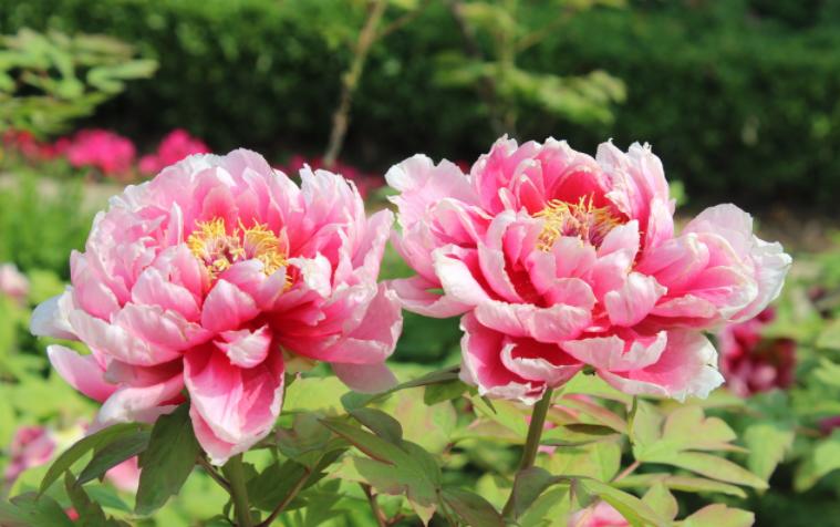 牡丹的盆栽栽培技术与管理,又到牡丹盛开时节