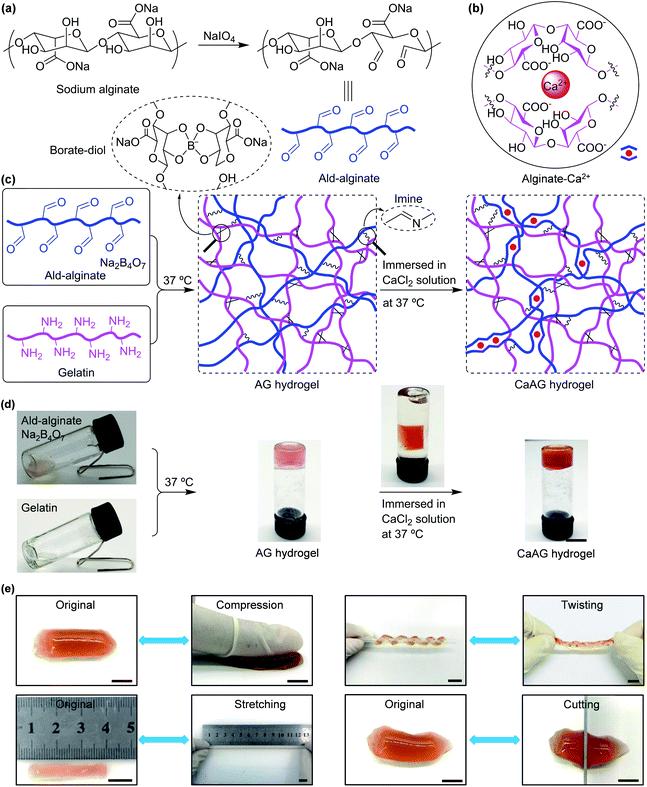 ca2+为什么能改变细胞壁的通透性,ca2+是钙离子吗