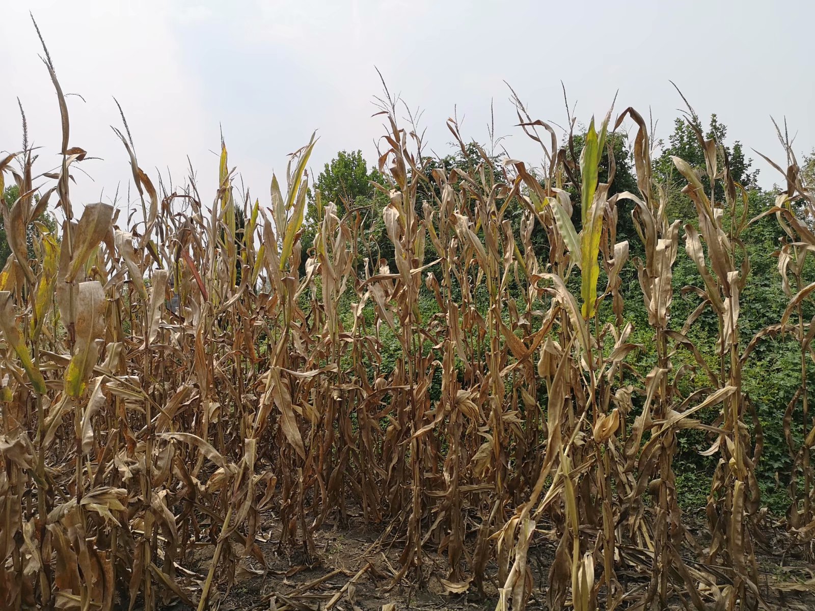 俞伯牙墓为什么在固镇,俞伯牙墓出土