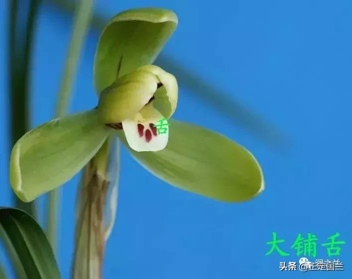 兰花知识大全100种,兰花鉴赏术语100条