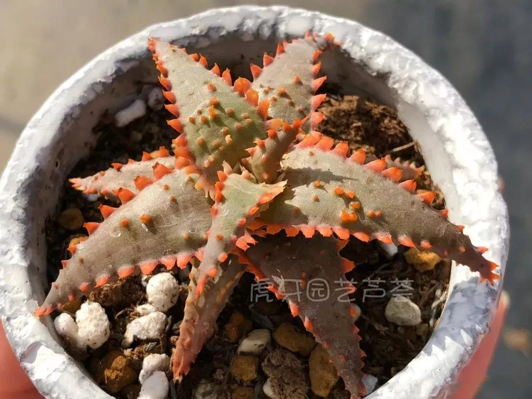 园艺观赏芦荟,园艺芦荟图鉴说明