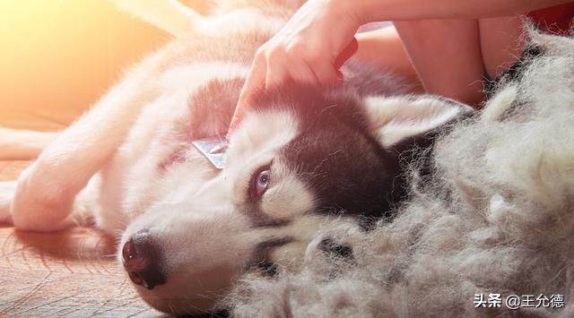 围巾掉毛很严重怎么办,毛绒围巾掉毛的处理方法