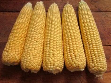 为什么都用玉米钓鱼,为什么用玉米一直钓到罗非鱼