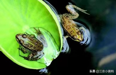 2020年寡妇年什么意思,2023年的寡妇年是啥意思