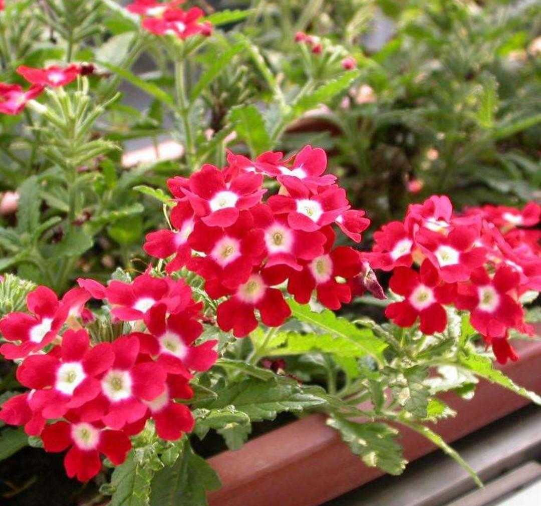 植物百科纪录片,植物百科扫码