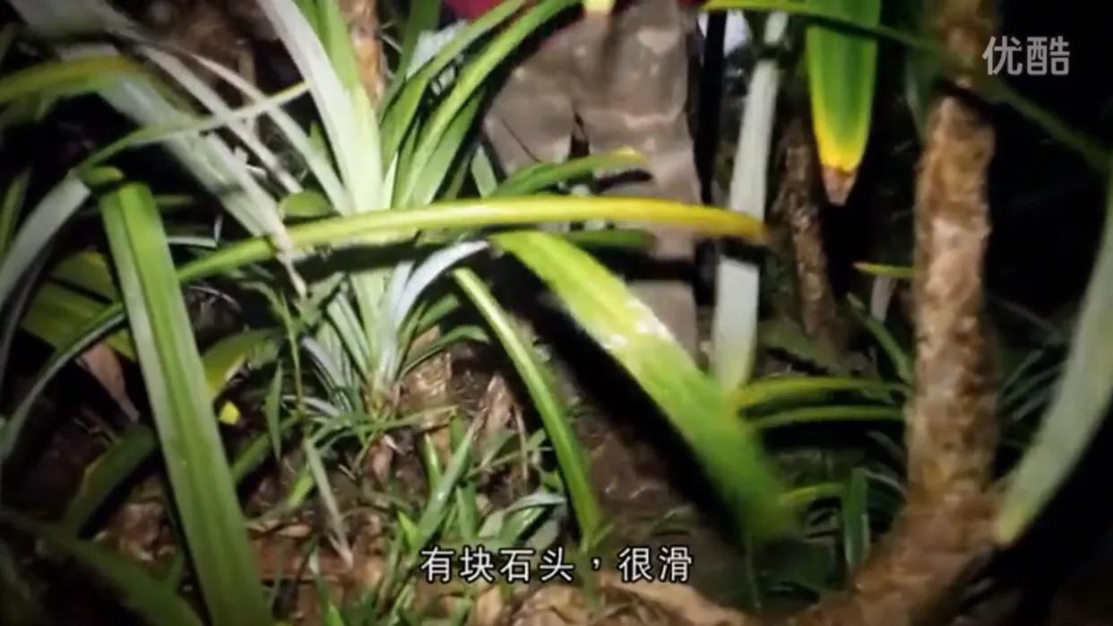 揭秘神奇降头术,降头术奇闻怪谈