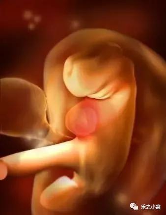 孕期胎儿成长图鉴,孕期胚胎成长图片