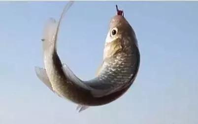 第一年野钓,新年第一钓钓鱼视频