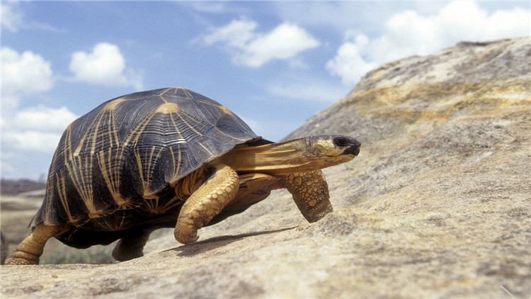 天气冷乌龟不吃食,乌龟不开口吃食怎么办