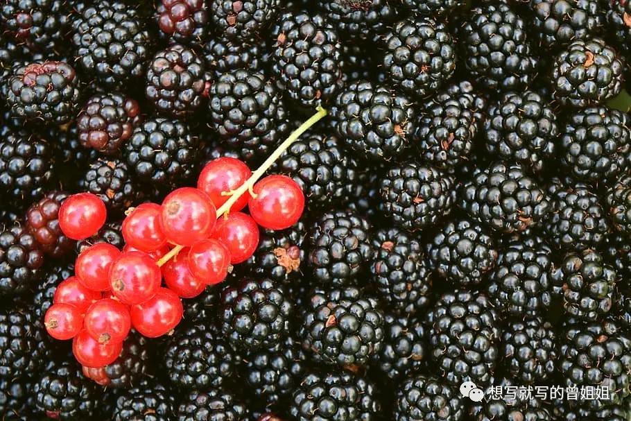 世界粮农组织推荐的蔬菜,五大健康水果黑莓