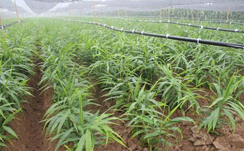 种植生姜什么时候开始预防病虫害,生姜的种植及病虫害防治