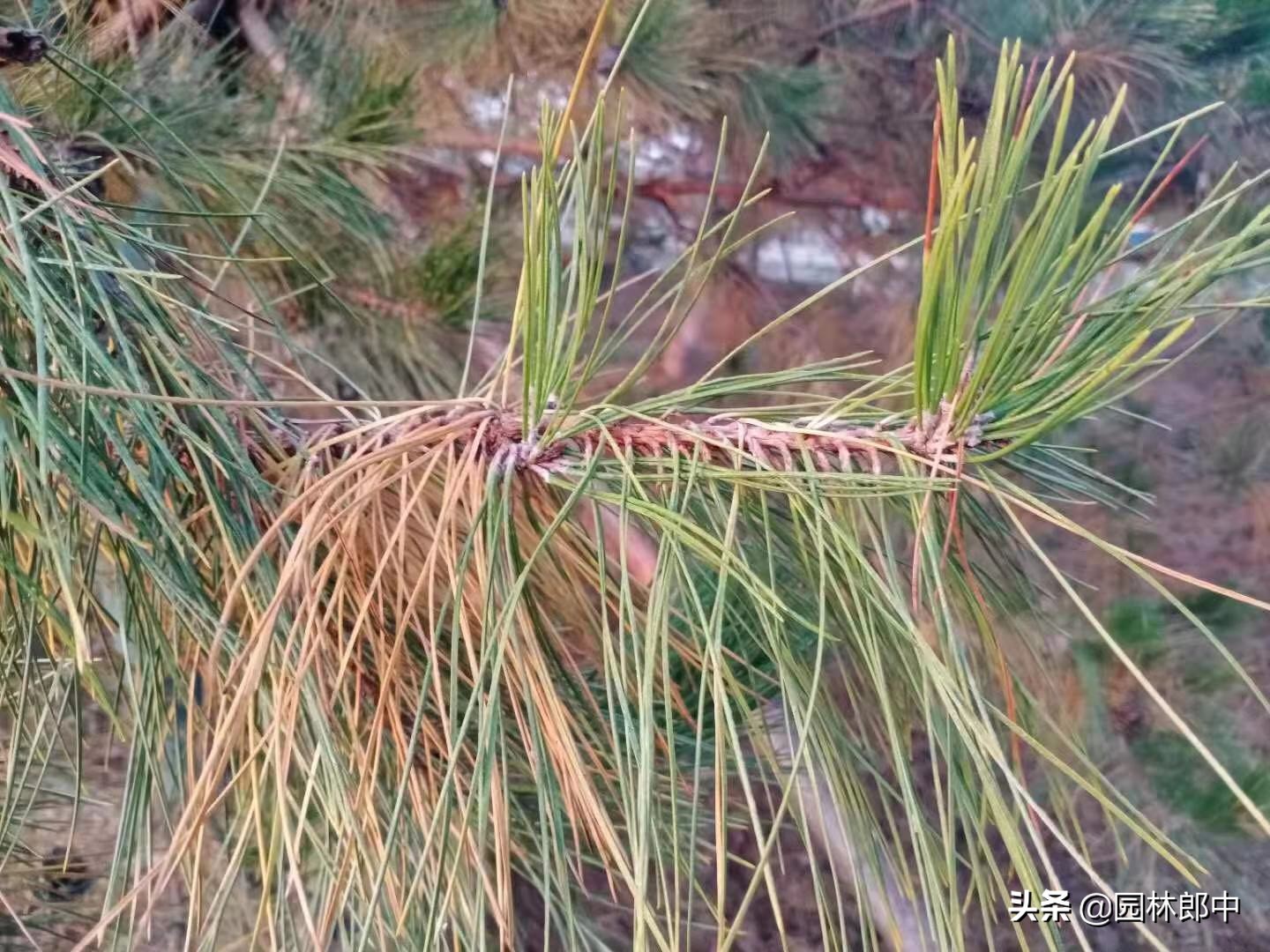 苗木移植后，叶片干枯、变黄、脱落的可能原因及相应的解决方法